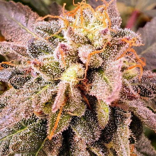 Pancakes S1 Female Weed Seeds by Holy Smoke Seeds