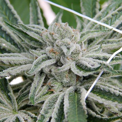 Papaya Razzlez Feminized Cannabis Seeds by Seedism