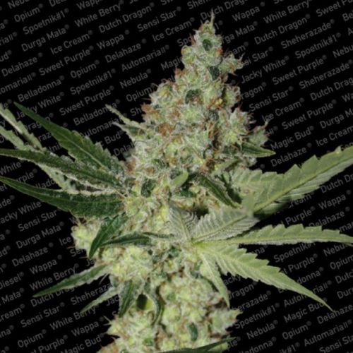 Acid Female Cannabis Seeds by Paradise Seeds