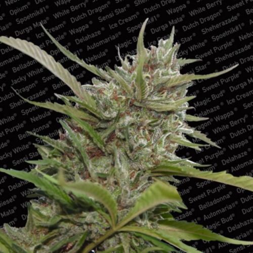 Auto Whiteberry AutoFlowering Female Cannabis Seeds by Paradise Seeds