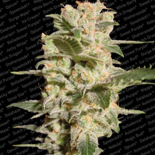 Belladonna Female Cannabis Seeds by Paradise Seeds