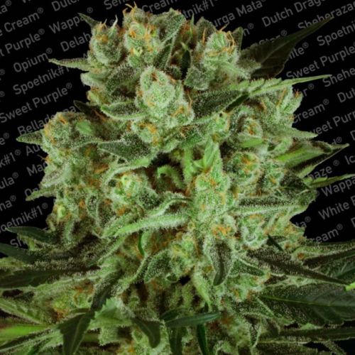 Durga Mata II CBD Female Cannabis Seeds by Paradise Seedbank