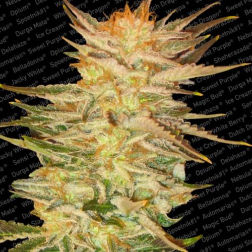 Ice Cream Female Cannabis Seeds by Paradise Seeds