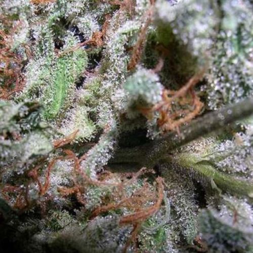 Indica Champion Pack Female Cannabis Seeds by Paradise Seeds