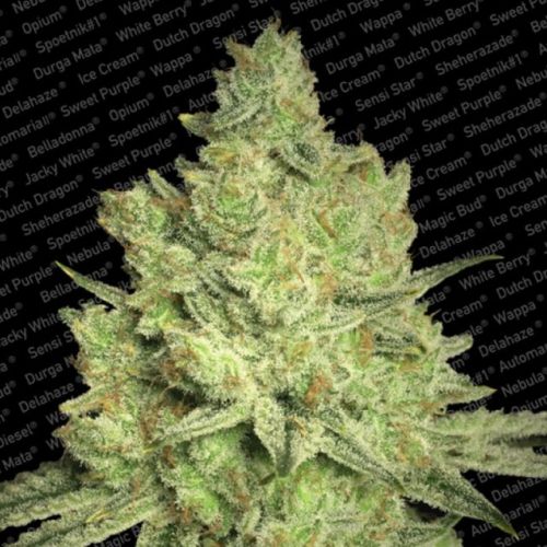 Jacky White Female Cannabis Seeds by Paradise Seeds