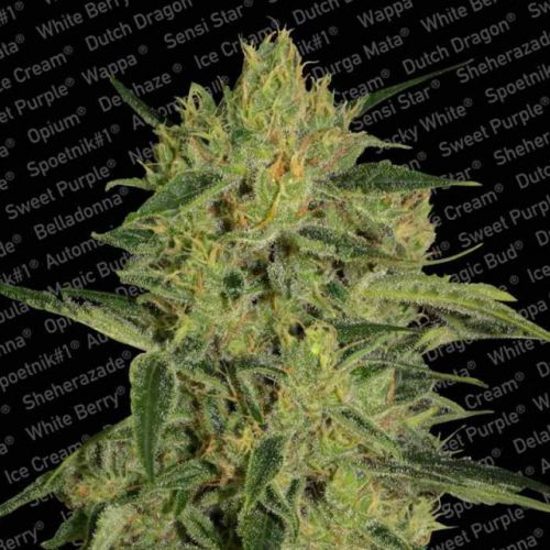 Nebula II CBD Female Cannabis Seeds by Paradise Seeds