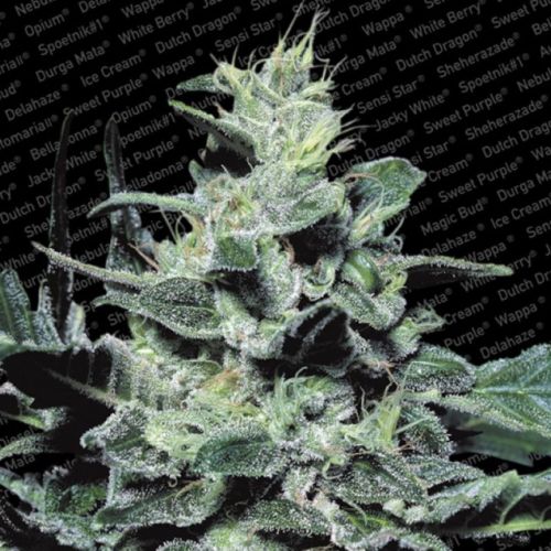 Nebula Female Cannabis Seeds by Paradise Seeds