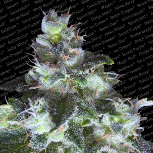 Original White Widow Feminized Cannabis Seeds by Paradise Seeds