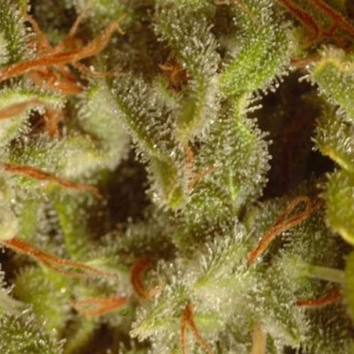 Sativa Champion Pack Female Cannnabis Seeds by Paradise Seeds