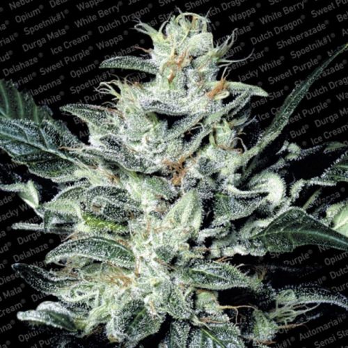 Sensi Star Female Cannabis Seeds by Paradise Seeds