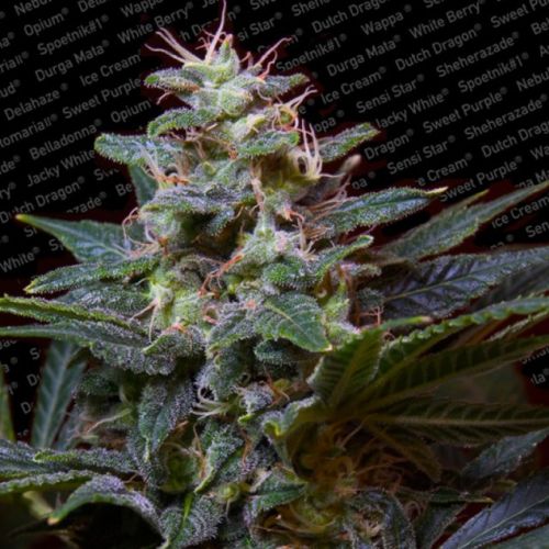 Sweet Purple Female Cannabis Seeds by Paradise Seeds