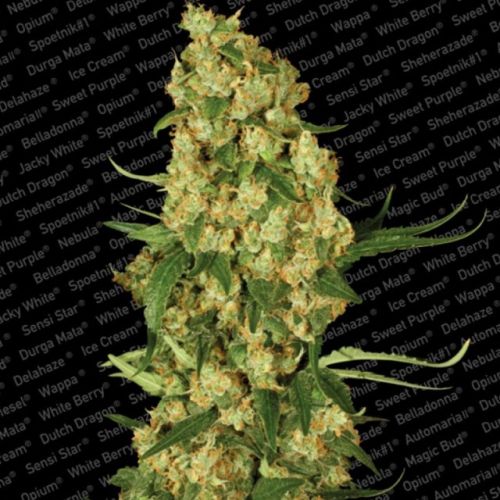 Wappa Female Cannabis Seeds by Paradise Seeds 