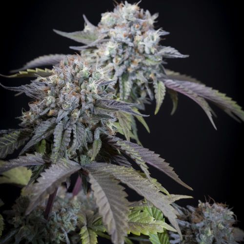 Gulupa Female Cannabis Seeds By Paradise Seeds