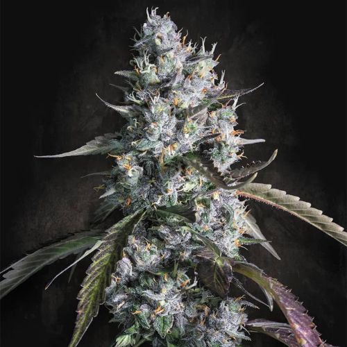 Red Velvet Paradise Seeds Auto Cannabis Seeds