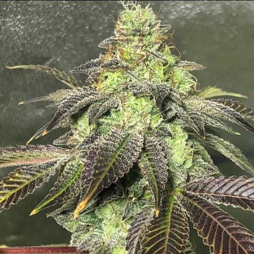 Party Monzter Regular Cannabis Seeds by Dark Horse Genetics