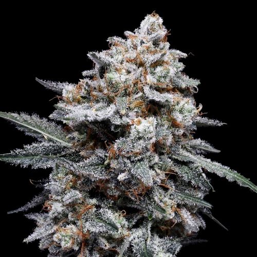 PATRICK SWAYZE AUTOFLOWERING CANNABIS SEEDS DNA GENETICS