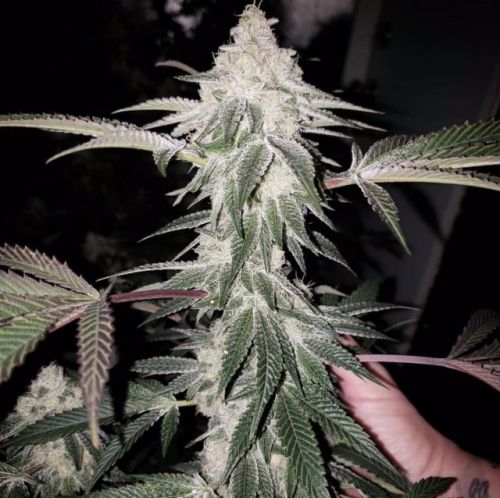 Honey Trees Regular Cannabis Seeds by Prolific Coast Seeds 