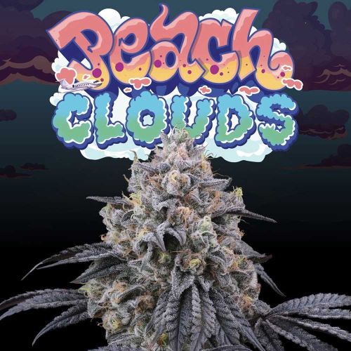 Peach Clouds Female Weed Seeds by Perfect Tree