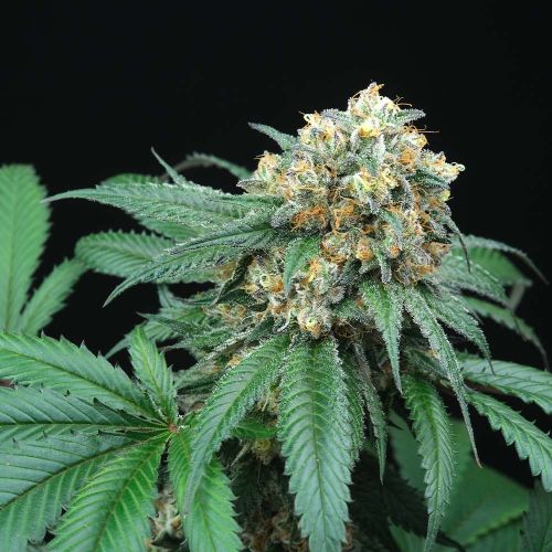 Peach Lassi Regular Cannabis Seeds by Perfect Tree Seeds