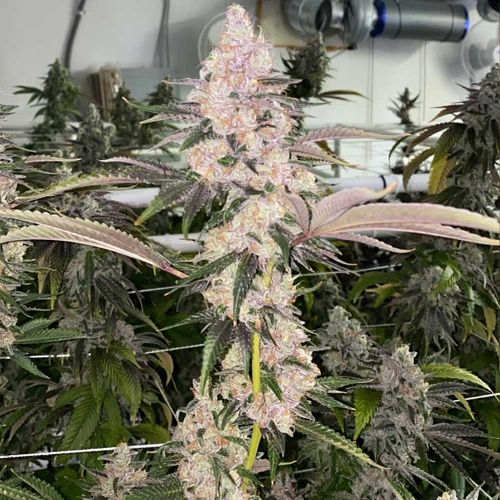 Peaches N' Kush Regular Cannabis Seeds by Fidel's Seed Co