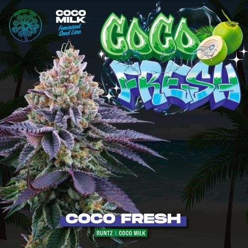 Coco Fresh Feminized Cannabis Seeds Perfect Tree