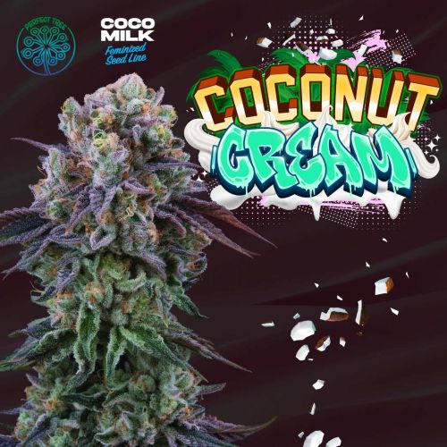 Coconut Cream Feminized Cannabis Seeds Perfect Tree