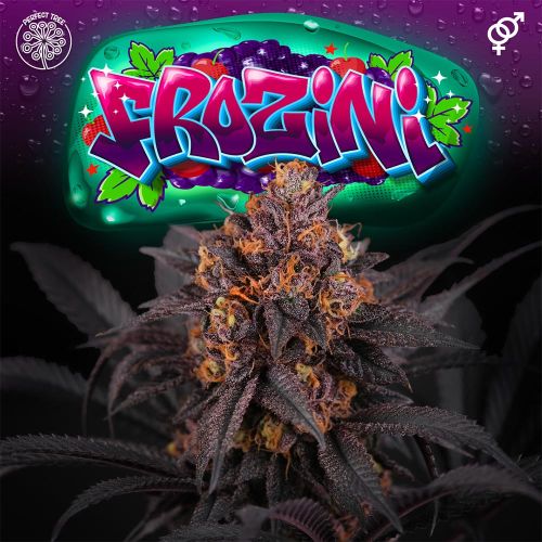 Frozini Regular Cannabis Seeds by Perfect Tree