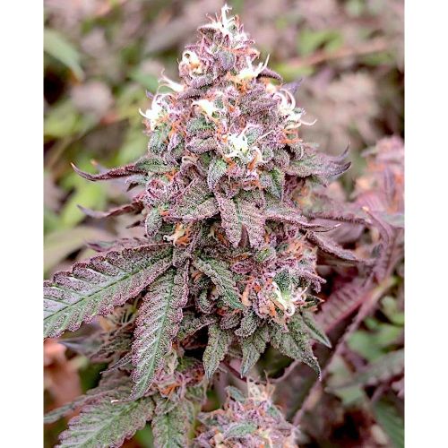 Granita x Frozay Regular Cannabis Seeds by Perfect Tree