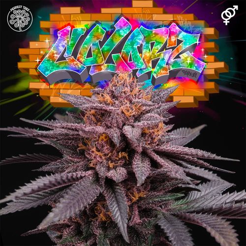 Colorz Regular Cannabis Seeds by Perfect Tree