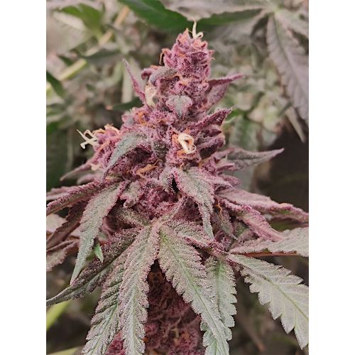 Slapz x Frozay Regular Cannabis Seeds by Perfect Tree
