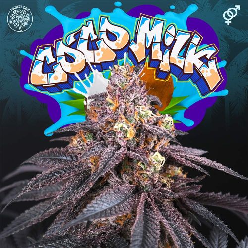 Coco Milk Regular Cannabis Seeds by Perfect Tree