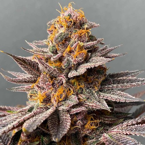 Spritz x Frozay Regular Cannabis Seeds by Perfect Tree