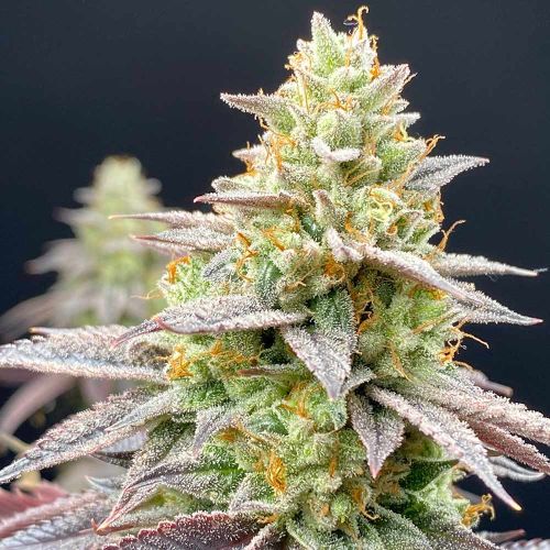 Perfect Triangle x Peach Ozz Female Weed Seeds by Perfect Tree