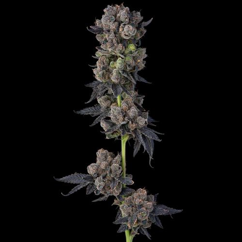 Perzimmon Feminized Cannabis Seeds by Compound Genetics