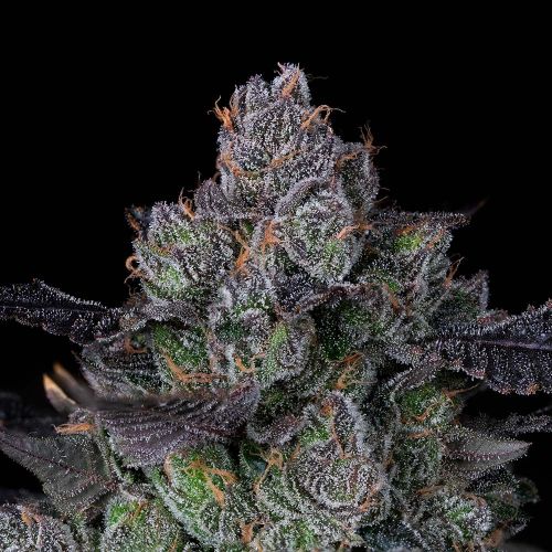 Perzimmon Feminized Cannabis Seeds by Compound Genetics