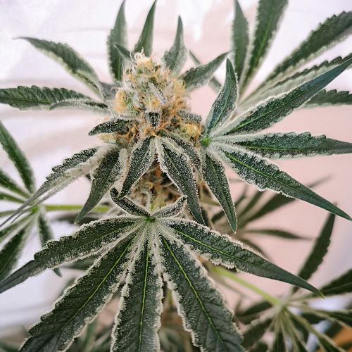 Petrol Skunk Female Cannabis Seeds by Old School Genetics
