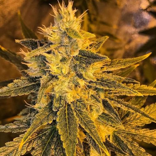 Petrol Skunk Female Cannabis Seeds by Old School Genetics