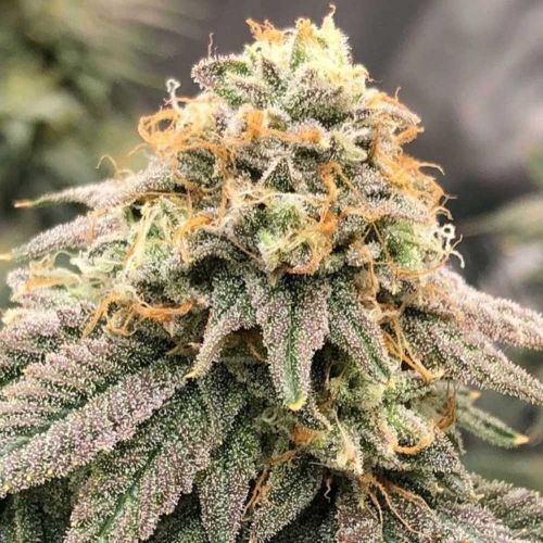 Pinkz Feminized Cannabis Seeds by Pheno Finder Seeds