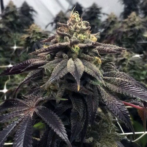 StarCake (PhenoFinders x Royal Resin) Female Cannabis Seeds by PhenoFinder Seeds