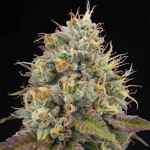 Pinata Female Weed Seeds by Grounded Genetics 