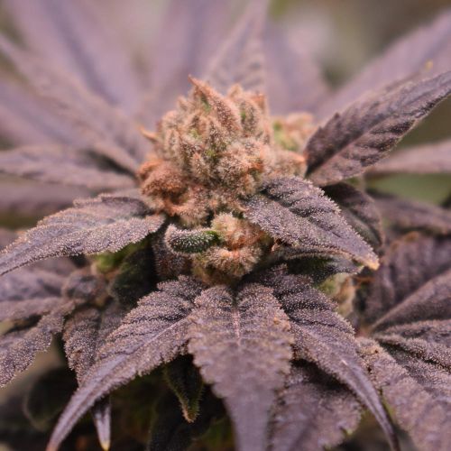 Pineapple & Banana Feminized Cannabis Seeds by Old School Genetics 