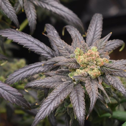 Pineapple & Banana Feminized Cannabis Seeds by Old School Genetics 
