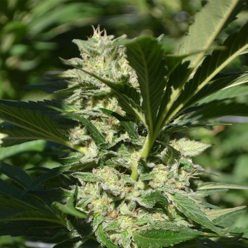 Pineapple Passion Zmoothie Cannabis Seeds by Terp Hogz