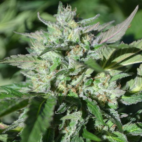 Pineapple Pellazino Cannabis Seeds by Terp Hogz