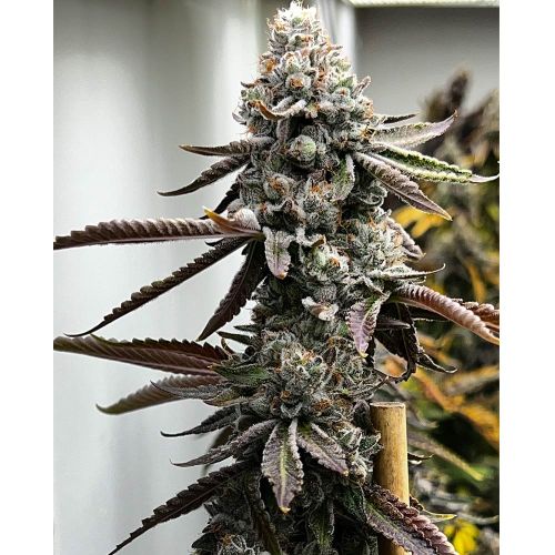 Pineapple Punk Feminized Cannabis Seeds by Tiki Madman x Mosca Seeds