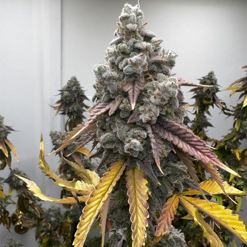 Pineapple Whip S1 Feminized Cannabis Seeds Tiki Madman x Mosca Seeds