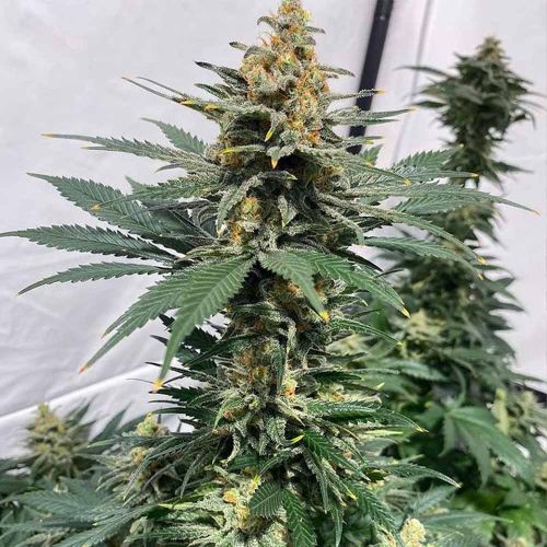 Pineapple XX Female Weed Seeds by Brothers Grimm Seeds