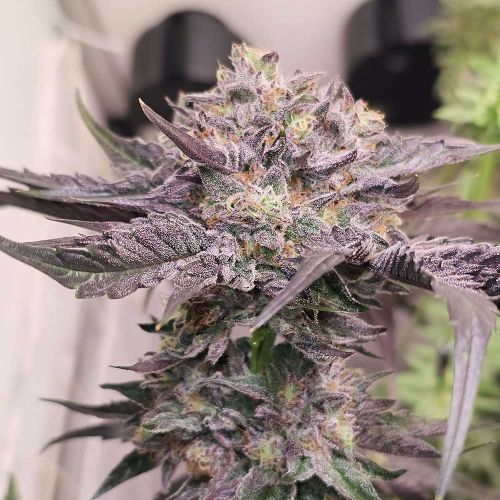 Pink Bacio Feminized Cannabis Seeds by Karma Genetics