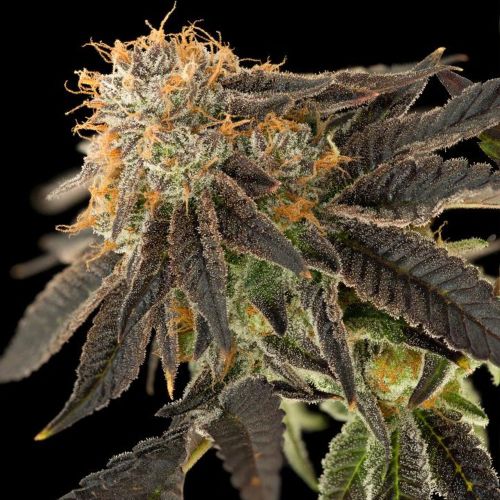 Pink Cookie Bliss Regular Cannabis Seeds by True Canna Genetics 