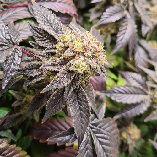 Pink Cookie Bliss Regular Cannabis Seeds by True Canna Genetics 